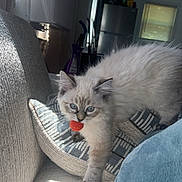 Lulu is registered to the contest to win money with this photo: kitten, cat, blue_eyes, toy, couch, pillow, sunlight, window, indoor, furniture, cozy, pet, playful, fur, small, home, relaxing, living_room, cute, animal