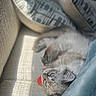 cat, blue_eyes, fluffy, couch, pillows, sunlight, indoor, toy, relaxed, pet, feline, cozy, texture, close_up, resting, domestic_animal, whiskers, soft_light, comfort, playing