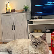 Lulu joined the competition — help win amazing prizes! cat, fluffy, long_hair, blue_eyes, cream_fur, gray_markings, pet, animal, feline, lounging, lying_down, extended_paw, indoors, living_room, television, cabinet, lamp, houseplant, table, snack_box