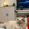 cat, fluffy, long_hair, blue_eyes, cream_fur, gray_markings, pet, animal, feline, lounging, lying_down, extended_paw, indoors, living_room, television, cabinet, lamp, houseplant, table, snack_box
