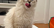 Lulu is registered to the contest to win money with this photo: kitten, cat, fluffy, blue_eyes, licking, pet, indoor, table, package, white, fur, cute, animal, young, playful, domestic, feline, home, sitting, whiskers