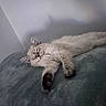 Lulu joined the competition — help win amazing prizes! cat, sleeping, fluffy, cream_colored, longhaired, pet, animal, bed, blanket, cozy, indoors, relaxed, resting, stretched_out, paw, whiskers, closed_eyes, soft, home, nap