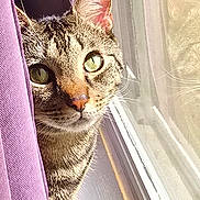 Conway joined the competition — help win amazing prizes! cat, tabby_cat, pet, feline, window, curtain, reflection, green_eyes, whiskers, paw, indoor, sunlight, portrait, closeup, curious, looking, windowsill, cozy, fur, ears