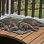 cat, cats, grey_cat, sleeping_cat, porch, deck, wooden_deck, railing, outdoor, garden, mat, fur, paws, relaxed, resting, pet, pair, together, daytime, napping