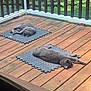 cat, gray_cat, two_cats, sleeping, napping, pet, deck, wooden_deck, porch, foam_mat, sunlight, outdoor, railing, grass, greenery, relaxed, domestic, pet_life, resting, home