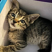 Leo joined the competition — help win amazing prizes! kitten, cat, tabby, box, curious, pet, feline, animal, young, cute, whiskers, ears, fur, indoor, closeup, small, paw, looking_up, playful, domestic