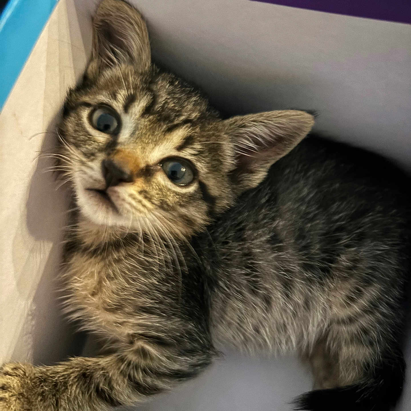 Leo joined the competition — help win amazing prizes! animal, box, cat, closeup, curious, cute, domestic, ears, feline, fur, indoor, kitten, looking_up, paw, pet, playful, small, tabby, whiskers, young