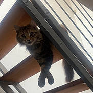 Tya a rejoint le concours — aidez-le/la à gagner de superbes lots ! cat, tabby, stairs, wood, metal, paws, tail, indoor, curious, pet, animal, feline, looking, dangle, modern, architecture, home, railings, wide_eyes, fur