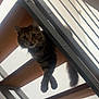 cat, tabby, stairs, wood, metal, paws, tail, indoor, curious, pet, animal, feline, looking, dangle, modern, architecture, home, railings, wide_eyes, fur