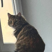 Tya a rejoint le concours — aidez-le/la à gagner de superbes lots ! cat, tabby, window, indoor, fur, pet, animal, looking_back, ledgesill, curious, fluffy, feline, domestic_cat, natural_light, soft_light, quiet, cozy, brown, gray, whiskers