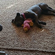 Roxy is registered to the contest to win money with this photo: animal, brown, carpet, collar, comfort, cozy, dog, domestic, floor, furniture, home, indoor, laying_down, pet, plush_toy, relaxed, resting, sleeping, texture, toy