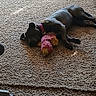 animal, brown, carpet, collar, comfort, cozy, dog, domestic, floor, furniture, home, indoor, laying_down, pet, plush_toy, relaxed, resting, sleeping, texture, toy