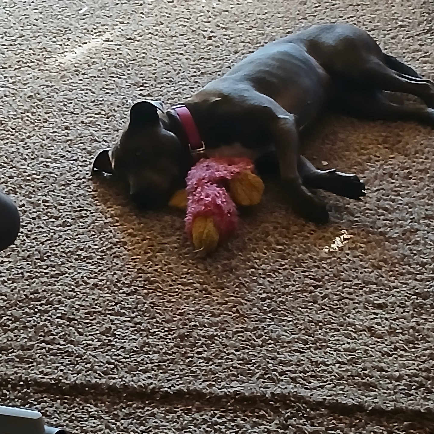 Roxy