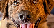 Chase joined the competition — help win amazing prizes! dog, tongue_out, happy, close_up, pet, canine, brown_fur, animal, portrait, indoor, smiling, friendly, cute, ears, face, fur, looking_at_camera, tongue, teeth, warm_lighting