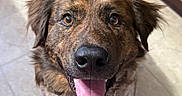 Chase is registered to the contest to win money with this photo: animal, brindle_coat, brown, cabinet, canine, dog, ears, face, floor, fur, happy, indoor, kitchen, looking_up, mouth, pet, smiling, teeth, tile_floor, tongue_out