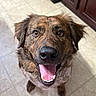 Chase is registered to the contest to win money with this photo: dog, brindle_coat, happy, tongue_out, smiling, pet, canine, indoor, floor, tile_floor, kitchen, cabinet, brown, fur, ears, face, mouth, teeth, looking_up, animal