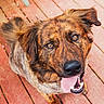 Chase joined the competition — help win amazing prizes! dog, brindle, tongue_out, happy, pet, canine, wooden_deck, outdoor, animal, fur, ears, eyes, nose, smiling, closeup, looking_up, playful, tail, mammal, friendly