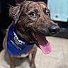 dog, brindle_coat, blue_bandana, tongue_out, happy, indoor, pet, canine, sitting, floor, tile_floor, close_up, animal, portrait, ears, mouth, eyes, fur, smiling, domestic_animal