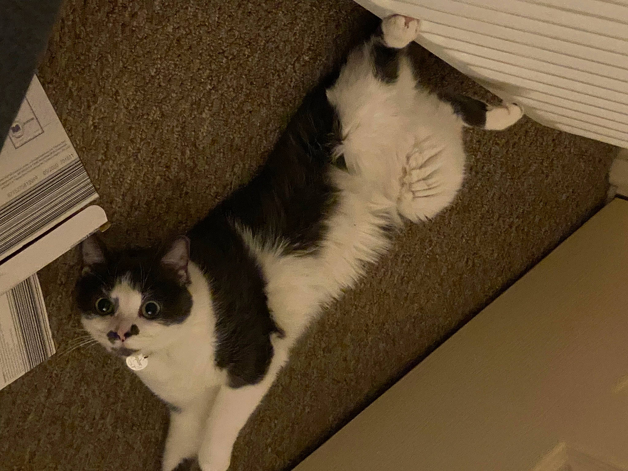 Daphne is registered to the contest to win money with this photo: cardboard, carnivore, cat, claw, comfort, domestic_short_haired_cat, felidae, flooring, fur, hardwood, paw, room, small_to_medium_sized_cats, tail, whiskers, wood