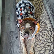 Coors Light is registered to the contest to win money with this photo: dog, pet, coat, clothing, indoor, floor, rug, pattern, brown, white, ears, eyes, paws, fur, canine, portrait, looking_up, domestic_animal, animal, cute