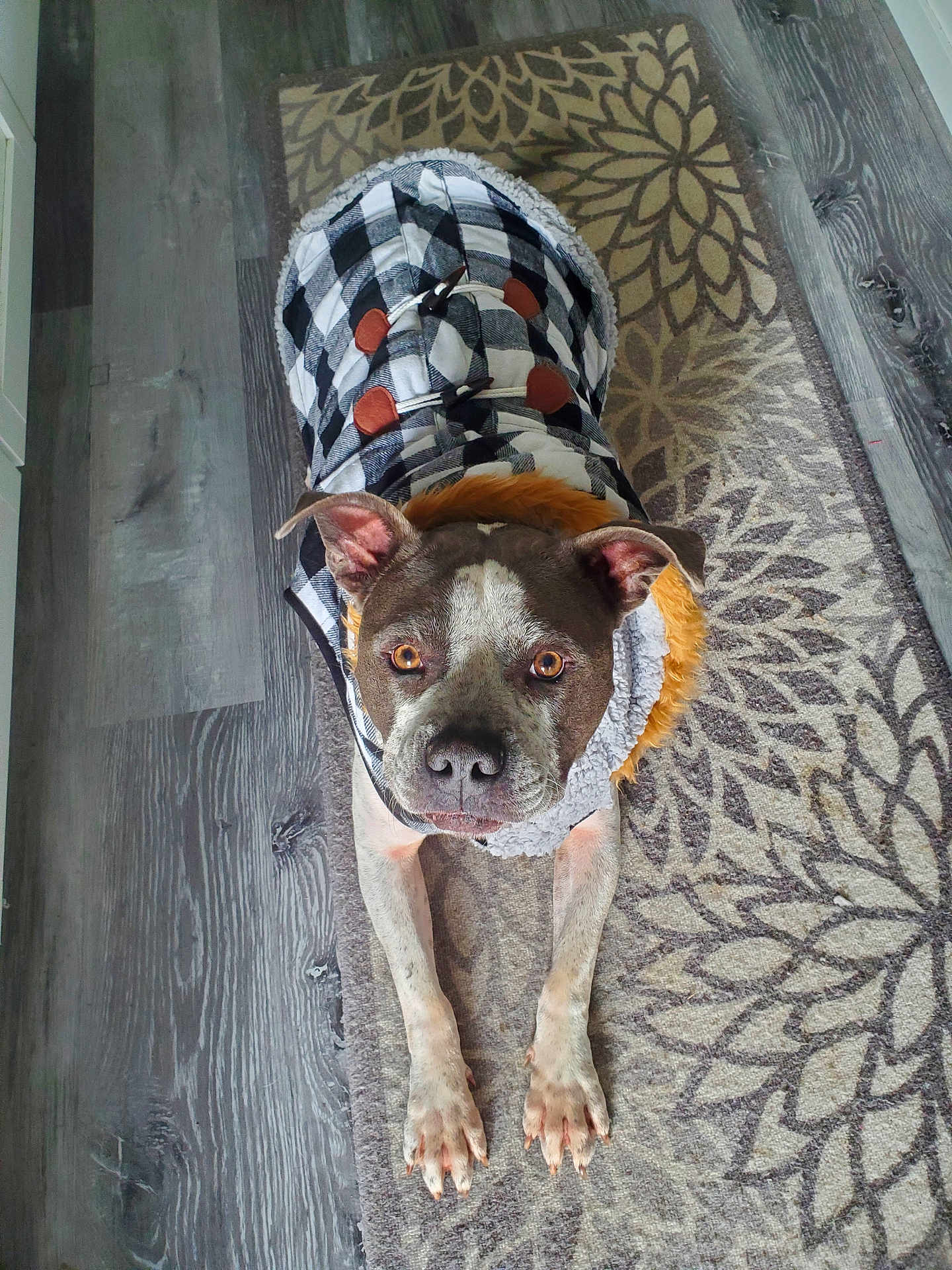 Coors Light is registered to the contest to win money with this photo: dog, pet, coat, clothing, indoor, floor, rug, pattern, brown, white, ears, eyes, paws, fur, canine, portrait, looking_up, domestic_animal, animal, cute