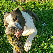 Coors Light is registered to the contest to win money with this photo: animal, canine, chewing, daylight, dog, fence, fire_pit, grass, greenery, happy, moss, nature, outdoor, paw, pet, playful, stick, sunlight, tongue, yard
