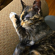 Twix joined the competition — help win amazing prizes! cat, tortoiseshell, sleeping, pet, feline, couch, indoor, fur, paw, tail, cozy, relaxed, resting, closeup, animal, whiskers, ear, home, comfort, texture