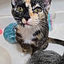 Twix is registered to the contest to win money with this photo: cat, kitten, calico, pet, animal, fur, whiskers, green_eyes, closeup, indoor, curious, face, ears, nose, mouth, bathroom, counter, domestic, two_cats, feline