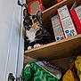 Twix is registered to the contest to win money with this photo: cat, calico_cat, pantry, kitchen_cabinet, snacks, chip_bags, food_packages, shelf, curious, pet, indoor, feline, wide_eyes, looking_up, animal, household, open_cabinet, storage, fur, whiskers