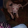 Piper joined the competition — help win amazing prizes! dog, white_dog, indoor, carpet, people, legs, jeans, slippers, spot, red_eyes, flash, animal, pet, floor, casual, candid, cozy, pattern, lying, house