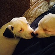 Piper is registered to the contest to win money with this photo: puppy, dog, white_dog, pet, cute, sleeping, resting, couch, lap, snuggling, close_up, indoor, cozy, animal, young_dog, adorable, face, black_markings, noses, companion