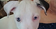 Piper joined the competition — help win amazing prizes! puppy, dog, white_dog, blue_eyes, black_ear, pet, animal, close_up, indoor, person, lap, blanket, furniture, cute, young_dog, face, nose, ear, domestic_animal, cozy