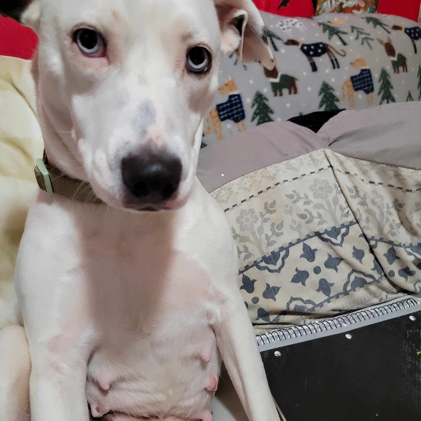 Piper
