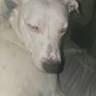 Piper is registered to the contest to win money with this photo: dog, white_dog, close_up, blurry, sleepy, resting, indoor, pet, animal, soft_light, nose, ear, fur, face, relaxed, laying_down, domestic_animal, canine, quiet, calm