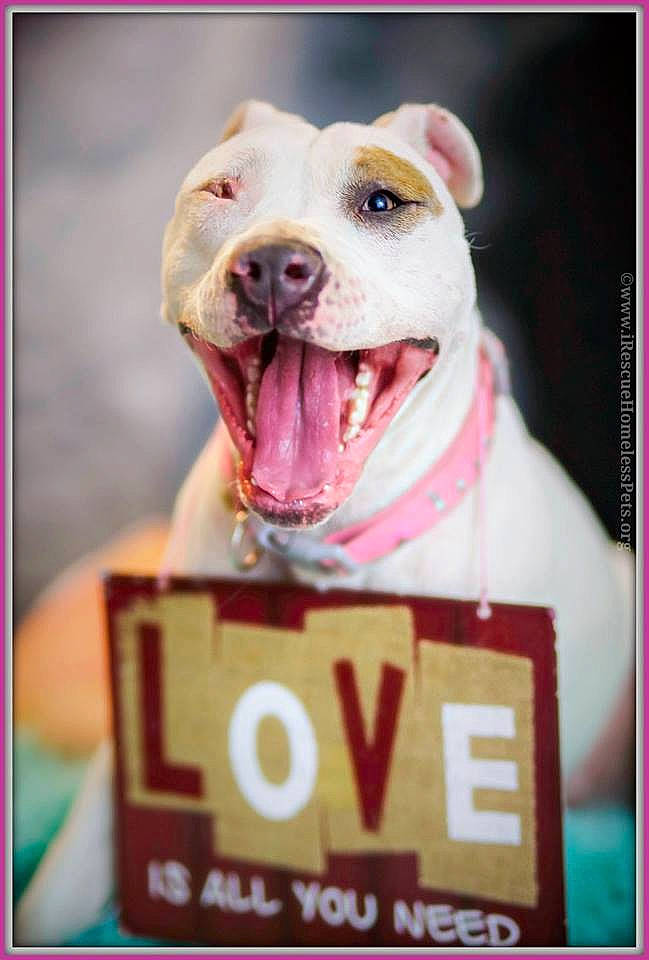 Sparkle is registered to the contest to win money with this photo: american_pit_bull_terrier, american_staffordshire_terrier, bull_and_terrier, canidae, carnivore, cordoba_fighting_dog, dog, dog_breed, mammal, non_sporting_group, nose, photo_caption, photography, pit_bull, snout, staffordshire_bull_terrier