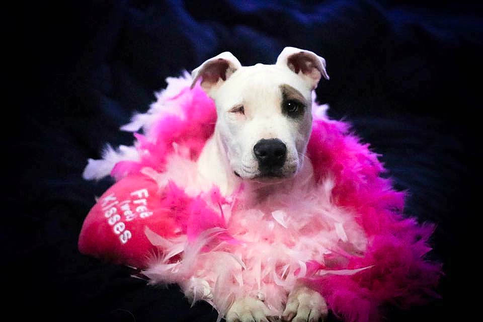 Sparkle is registered to the contest to win money with this photo: american_staffordshire_terrier, canidae, carnivore, companion_dog, dog, dog_breed, dogo_argentino, fawn, mammal, non_sporting_group, pink, puppy, rare_breed_dog, snout, sporting_group, vertebrate