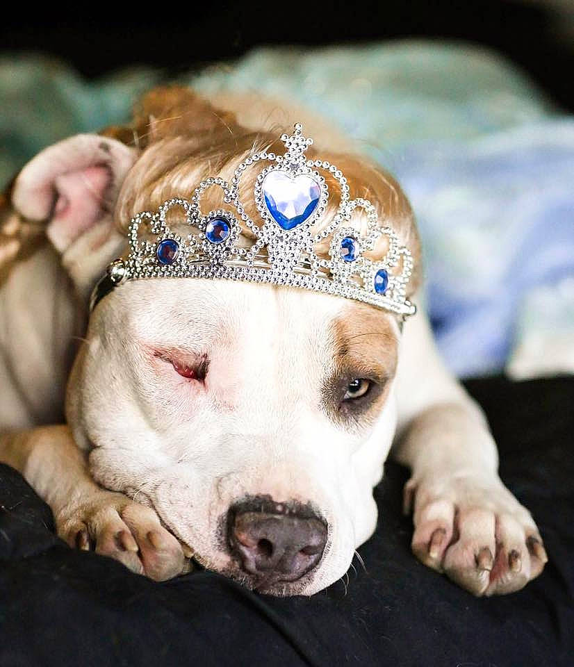 Sparkle is registered to the contest to win money with this photo: american_bulldog, american_pit_bull_terrier, american_staffordshire_terrier, canidae, carnivore, crown, dog, dog_breed, fashion_accessory, fawn, headgear, headpiece, non_sporting_group, pit_bull, puppy, snout