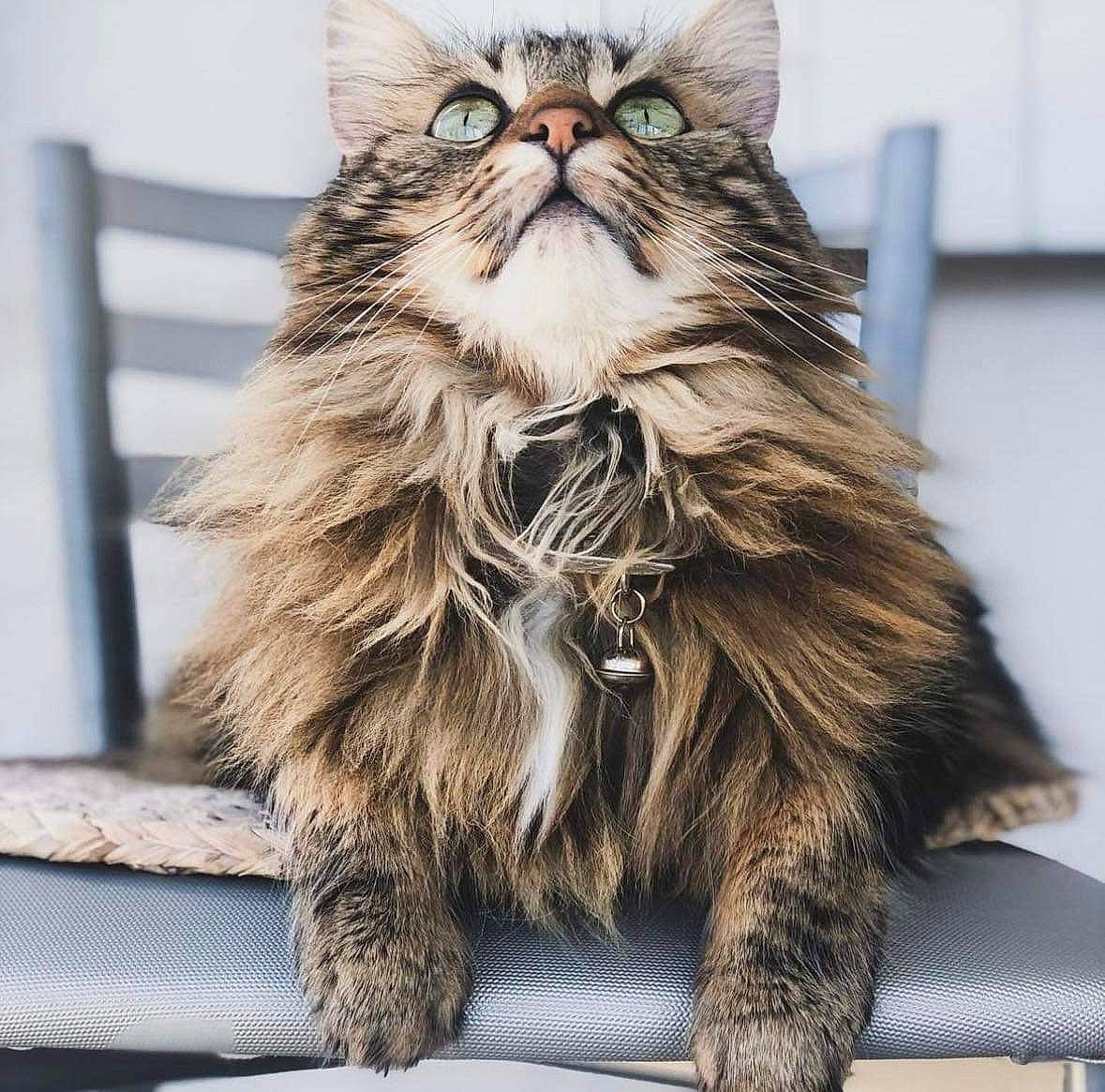 Lili participe au concours pour gagner de l'argent avec cette photo : british_longhair, carnivore, cat, claw, felidae, fur, maine_coon, small_to_medium_sized_cats, snout, tail, terrestrial_animal, whiskers