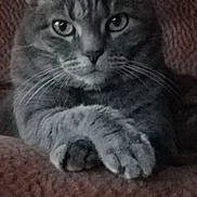 Smokey is registered to the contest to win money with this photo: cat, tabby_cat, close_up, paw, crossed_paws, gray_cat, pet, animal, feline, whiskers, face, eyes, fur, domestic_cat, indoor, texture, soft, resting, portrait, looking_at_camera