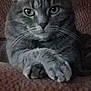 cat, tabby_cat, close_up, paw, crossed_paws, gray_cat, pet, animal, feline, whiskers, face, eyes, fur, domestic_cat, indoor, texture, soft, resting, portrait, looking_at_camera