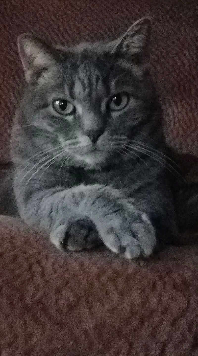 Smokey