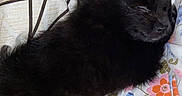 Mila is registered to the contest to win money with this photo: puppy, dog, sleeping, bed, blanket, pillow, fluffy, black_dog, indoors, pet, resting, cute, animal, canine, snack_bag, colorful, floral_pattern, comfort, cozy, domestic