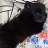 animal, bed, black_dog, blanket, canine, colorful, comfort, cozy, cute, dog, domestic, floral_pattern, fluffy, indoors, pet, pillow, puppy, resting, sleeping, snack_bag