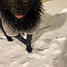 Mila is registered to the contest to win money with this photo: dog, black_dog, wet_fur, snow, tongue_out, close_up, pet, outdoor, animal, winter, playful, cute, fur, small_dog, canine, night, paw, face, nose, eyes