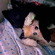 Mila joined the competition — help win amazing prizes! puppy, dog, stuffed_animal, toy, blanket, bed, snuggling, cute, black_dog, indoor, pet, animal, soft_toy, resting, cozy, fur, sleepy, companion, comfort, cute_pet