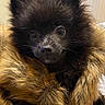 Mila is registered to the contest to win money with this photo: dog, black_dog, fluffy, fur_coat, pet, animal, cute, portrait, indoors, curious, wide_eyes, snug, cozy, small_dog, furry, close_up, companion, adorable, domestic_animal, mammal