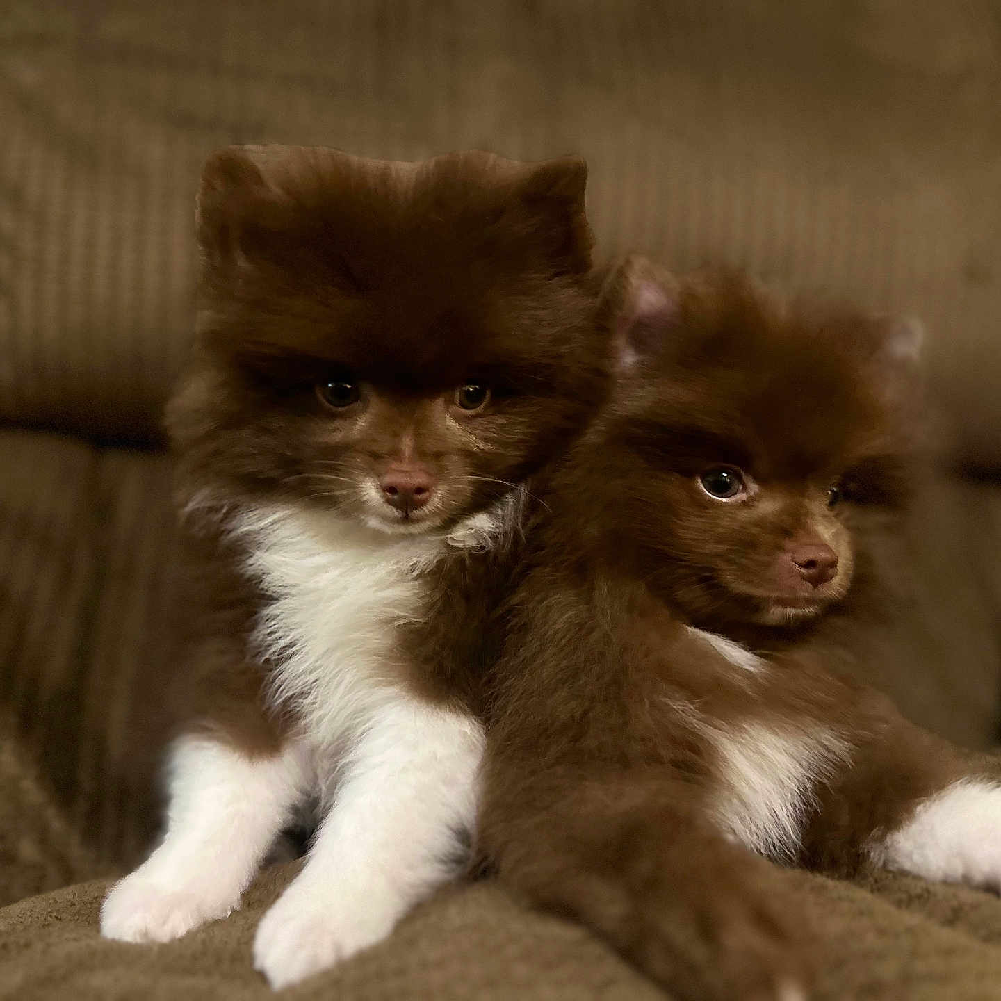 Hershey And Mars Bar is registered to the contest to win money with this photo: animal, armchair, blanket, canine, cat, chair, cockerspaniel, couch, cushion, dog, eskimodog, furniture, homedecor, kitten, manx, monkey, papillon, pet, puppy, snout