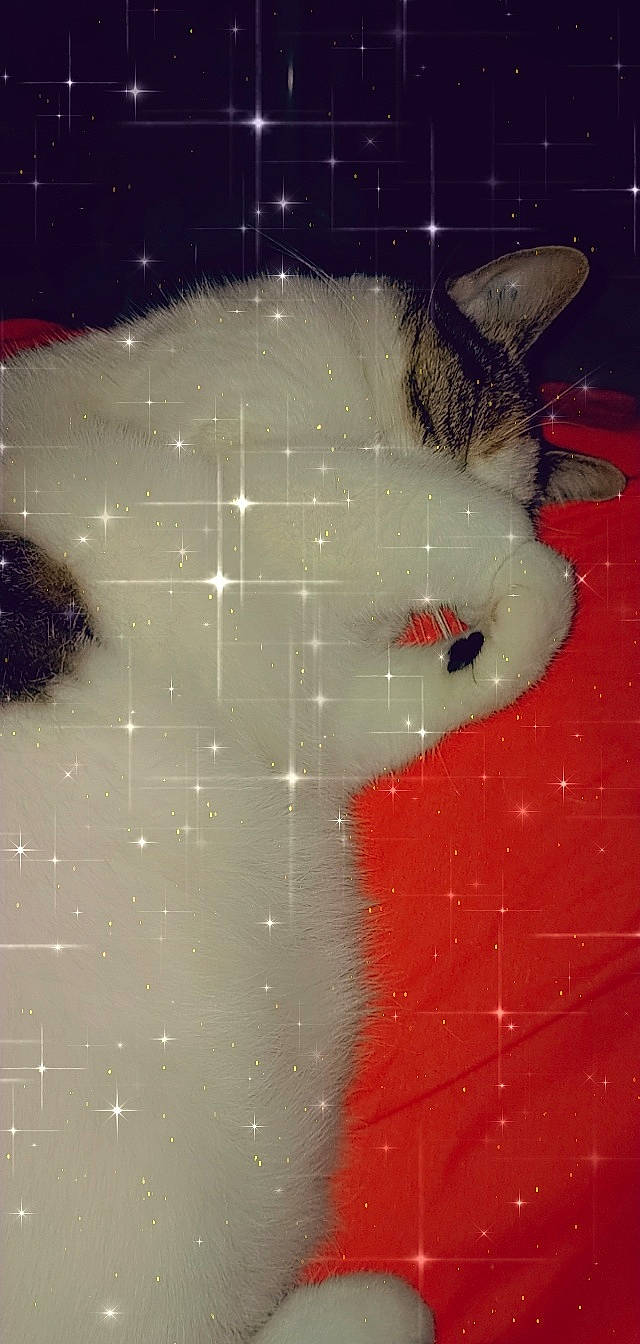 Nala a rejoint le concours — aidez-le/la à gagner de superbes lots ! carnivore, cat, eye, fawn, felidae, fur, nose, small_to_medium_sized_cats, snout, space, whiskers