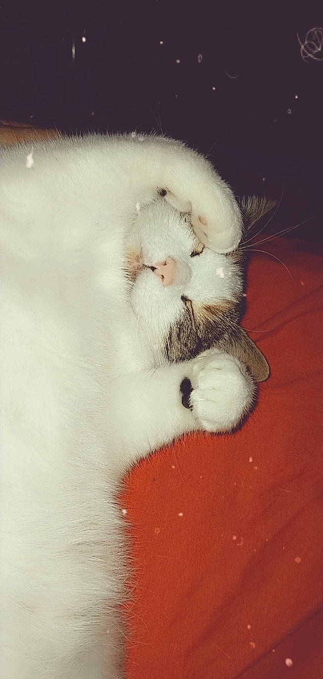 Nala participe au concours pour gagner de l'argent avec cette photo : carnivore, cat, claw, felidae, fur, kitten, nose, paw, polydactyl_cat, ragdoll, small_to_medium_sized_cats, snout, tail, turkish_angora, turkish_van, whiskers