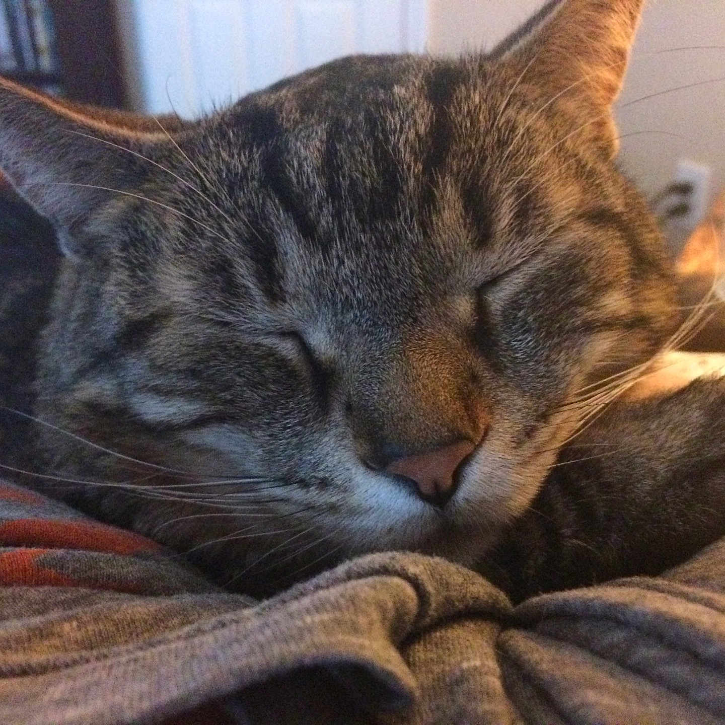 Fenway Mufasa joined the competition — help win amazing prizes! cat, cat_like_mammal, kitten, mammal, nose, small_to_medium_sized_cats, vertebrate, whiskers